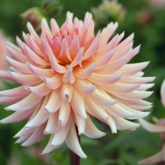 Dahlia Henriette