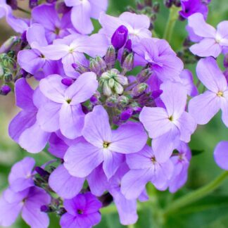 Hesperis Matronalis - Purple Sweet Rocket