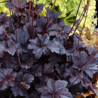 Heuchera Obsidian - Coral Bells
