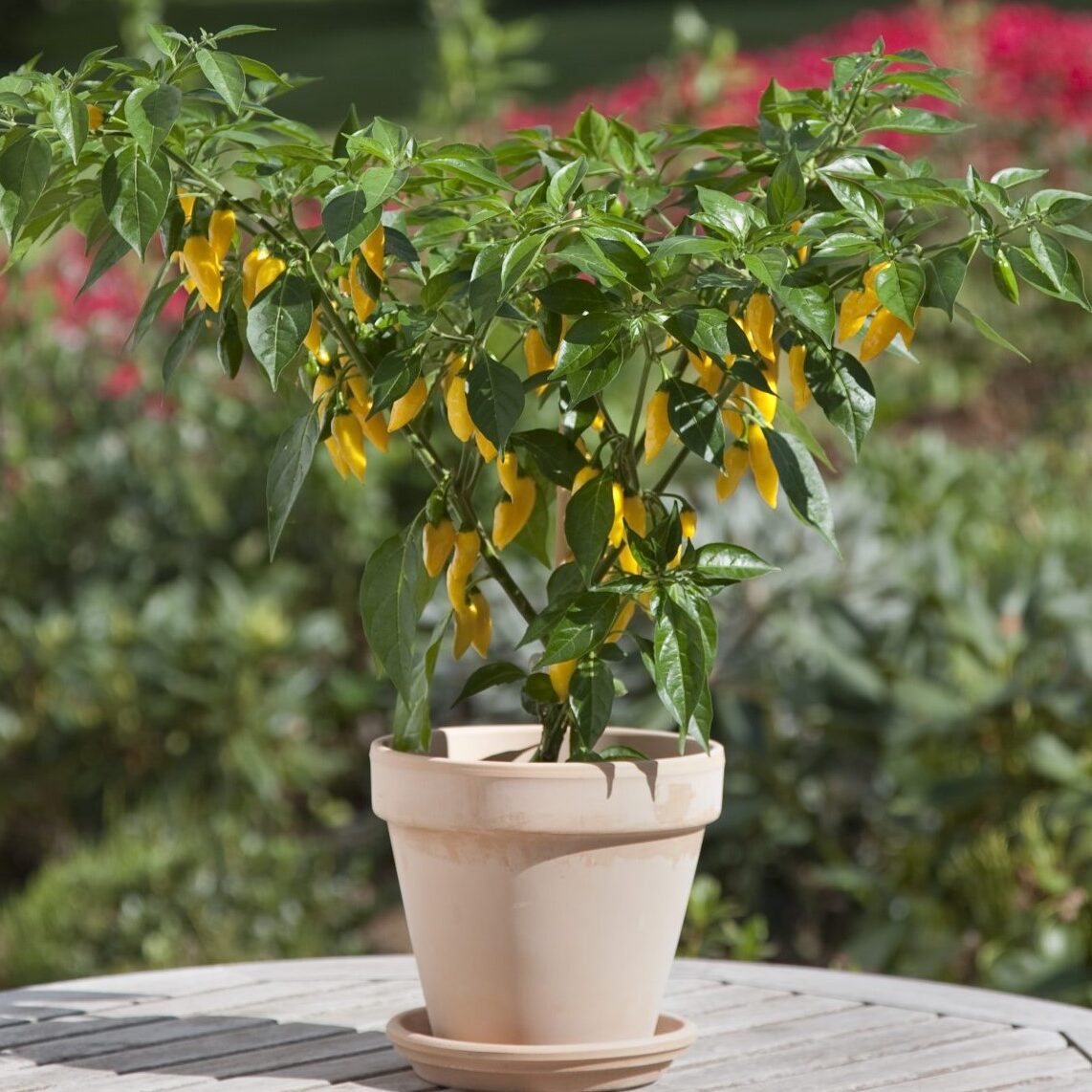 Chilli Pepper Plant 'Lemon Drop'