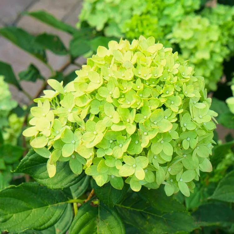 Hydrangea Paniculata Little Lime - Large Plant