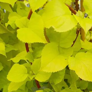 Hydrangea Anomala Petiolaris Bright Side - Golden Foliage Climbing Hydrangea