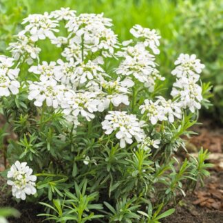 Iberis Sempervirens 'Snowcone' - Hardy Candytuft - in Bud & Bloom