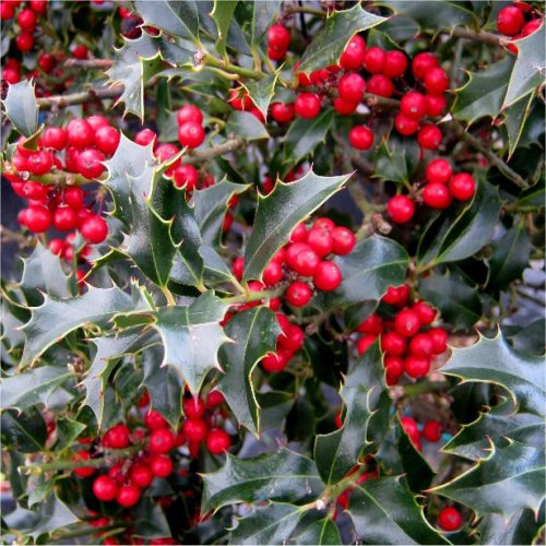 Ilex Aquifolium - Common Holly