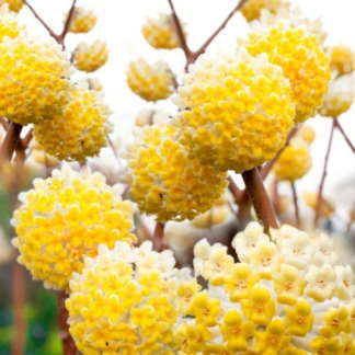 Edgeworthia Chrysantha 'Nanjing Gold' - Paperbush - Large Heavy Specimen Plants