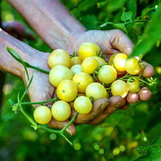 Tomato Plant 'Napa Chardonnay'