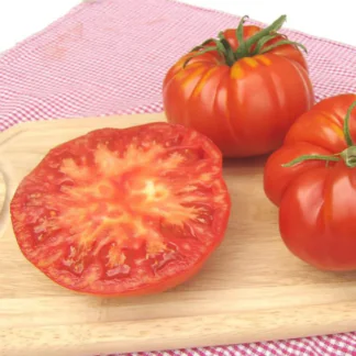Tomato Plant 'Brutus'