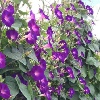 Ipomoea 'Grandpa Ott' - Morning Glory Climbing Vine
