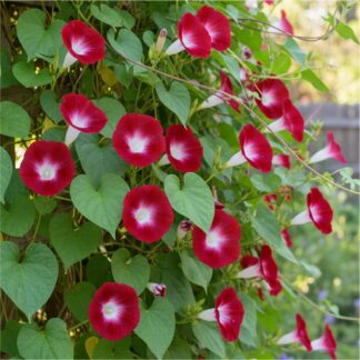 Climbing Ipomoea Scarlet O'Hara - Morning Glory Climbing Vine