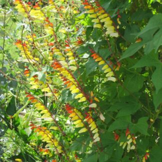 Ipomoea Lobata 'Exotic Love' - Mina Lobata 'Spanish Flag'