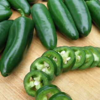 Chilli Pepper Plant 'Mammoth Jalapeno'