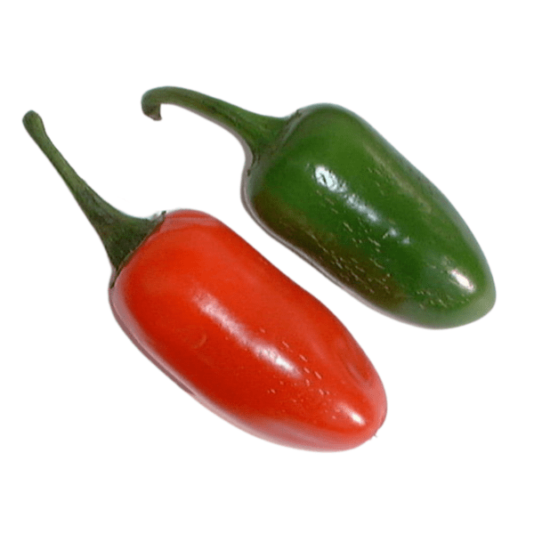Chilli Pepper Plant 'Jalapeno M'