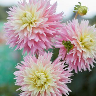 Dahlia Just Married