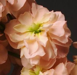 Matthiola Incana 'Katz Apricot' - Fragrant Column Stock Plant