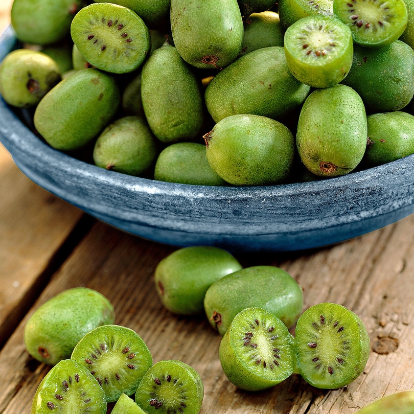 Kiwi Berry - Actinidia Arguta Issai - Fuzz Free Kiwi Berry