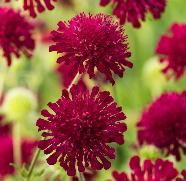 Knautia Macedonica - Red Knight Scabious