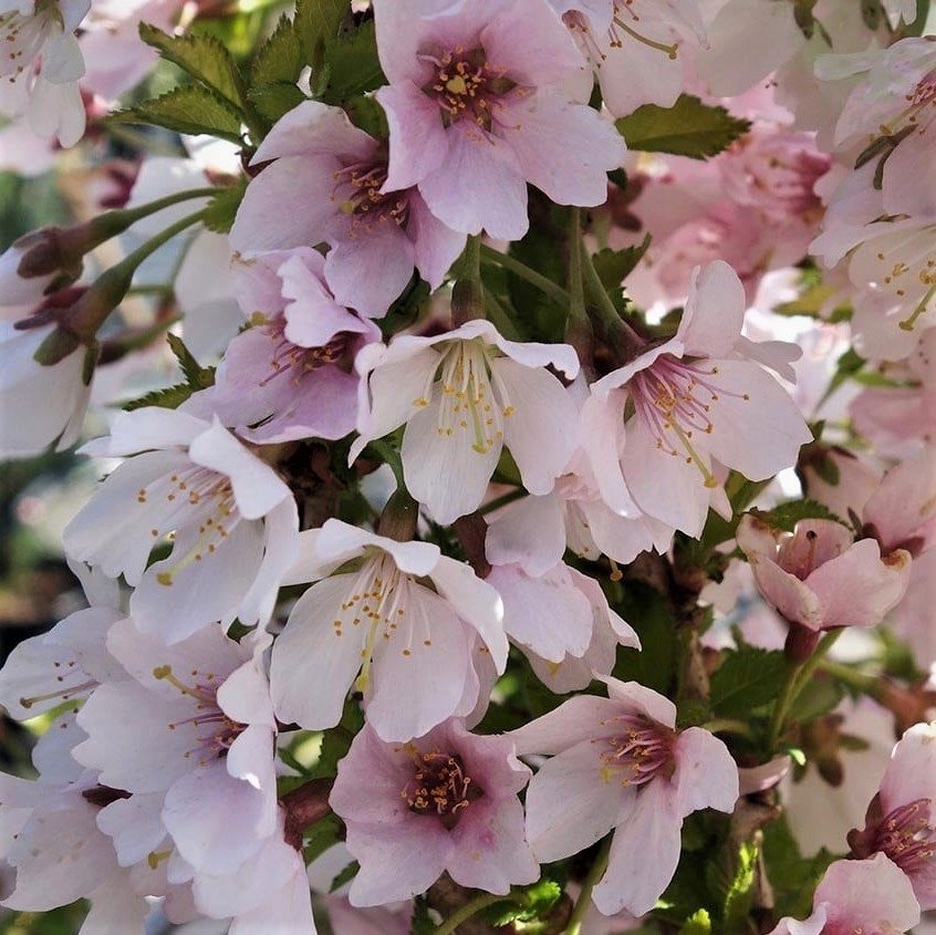Prunus Incisa 'Kojo-No-Mai' - Fuji Cherry - Flowering Cherry Blossom