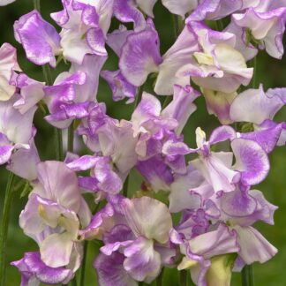 Sweet Pea Plant 'Spencer Pulser'