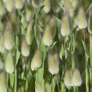 Lagurus Ovatus - Hare's Tail Grass - Bunny Tail Grass