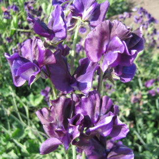 Sweet Pea Plant 'Mammoth Navy Blue'