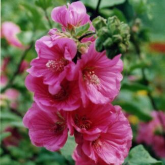 Lavatera ‘red Rum’