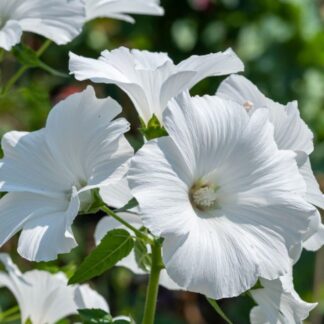 Lavatera ‘marshmallow Ice White’