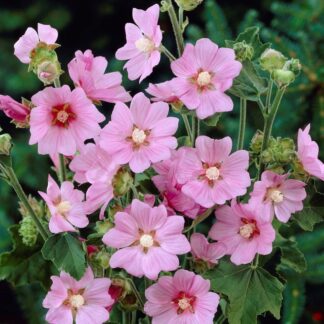 Lavatera x Clementii Rosea