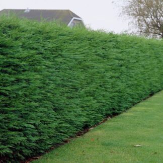 Leylandii - Green Leyland Cypress - Cuprocyparis Leylandii - Pack of Ten Circa 3-4ft Hedging Conifers