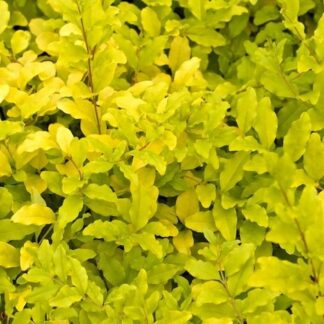 Ligustrum Lemon And Lime - Sunshine Ligustrum