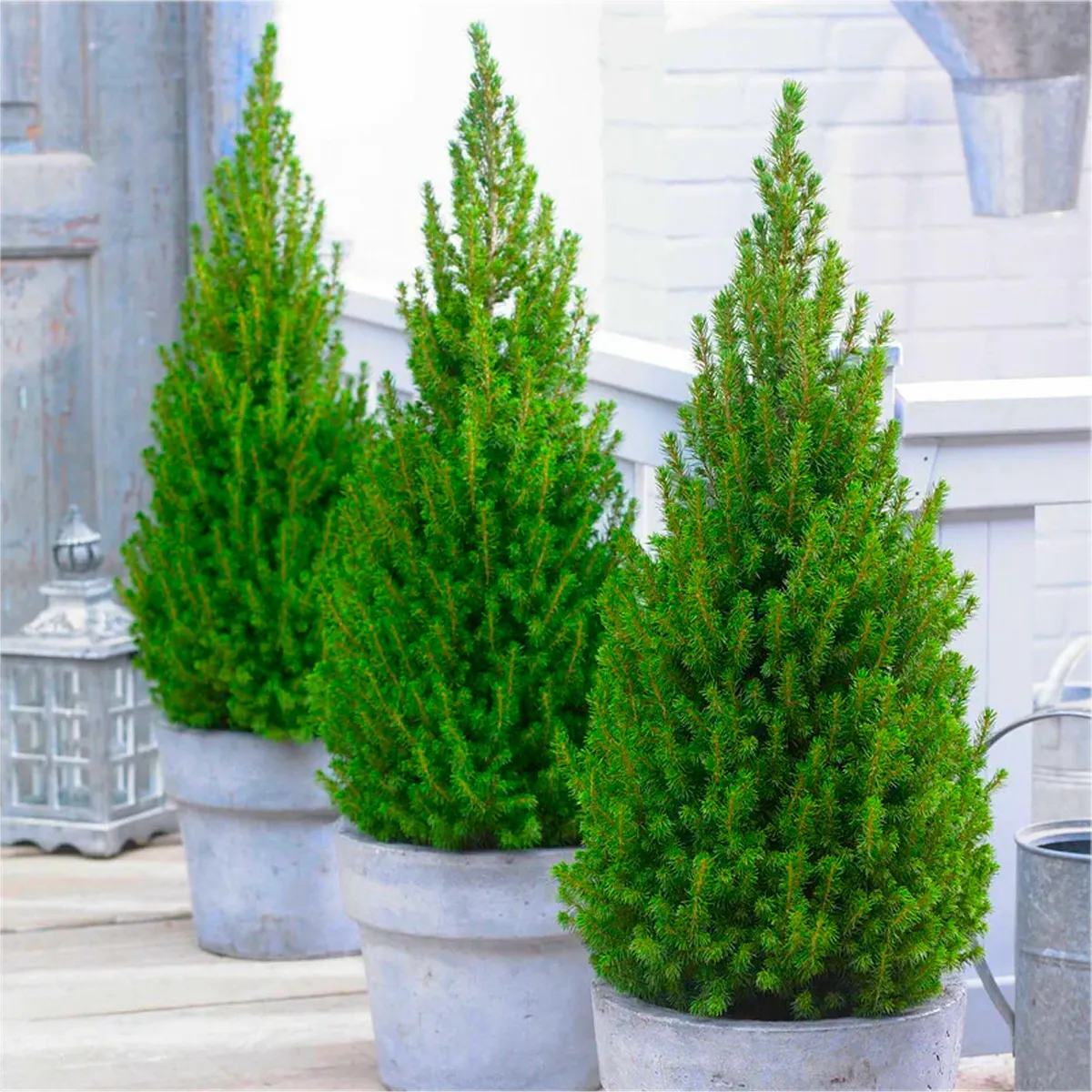 Patio Pine 'Lime Zinger' Picea - Circa 40-50cm Tall - Pack of Three