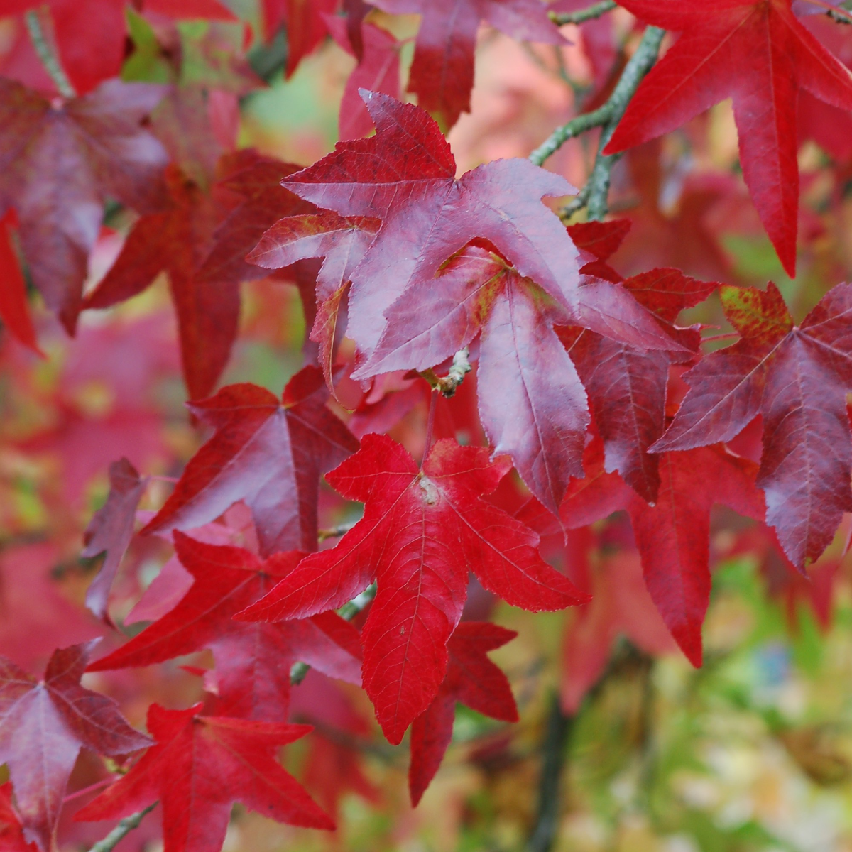 Liquidambar Styraciflua 'Starred' - Sweet Gum Tree - Circa 2m Tall