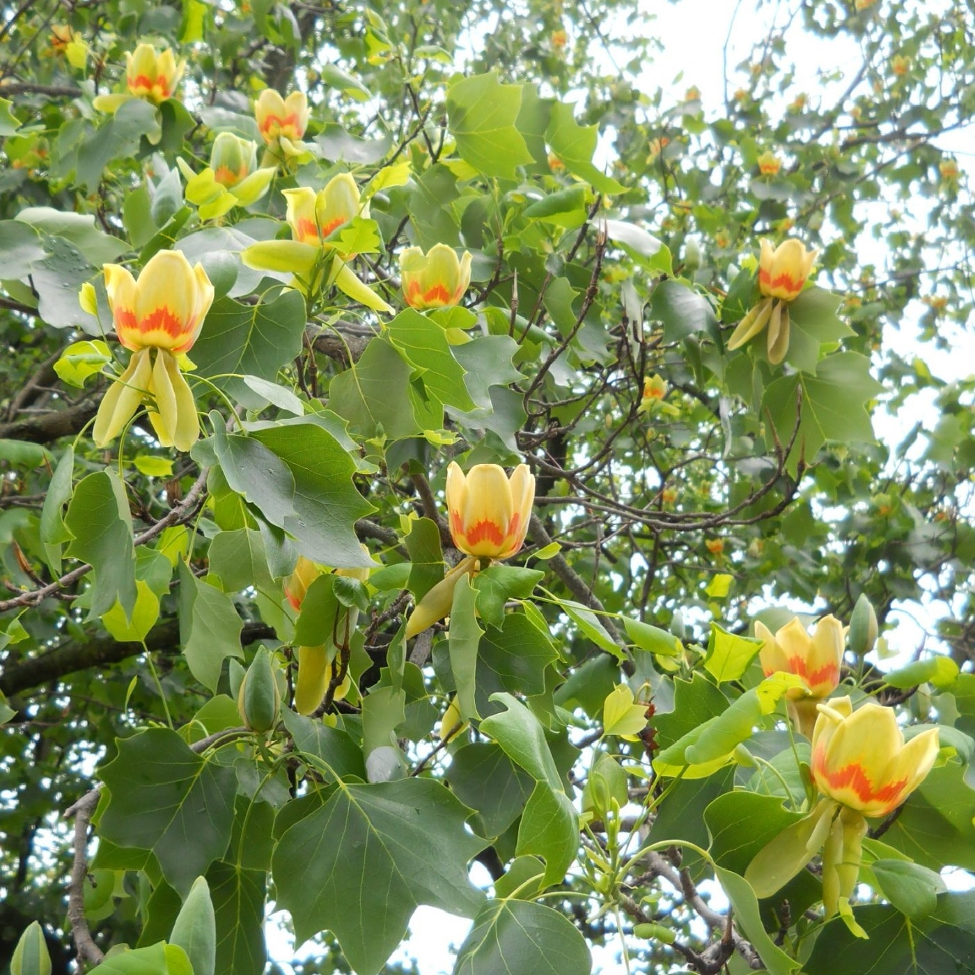 Liriodendron Tulipifera - Tulip Tree - Circa 150-180cm