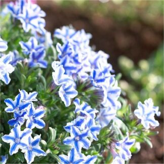 Lithodora Diffusa Blue Star - Bicolour Groundcover