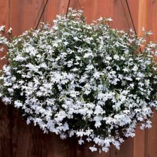 Lobelia Pendula Regatta White