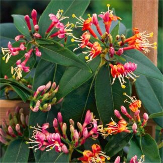 Honeysuckle - Large 5-6ft Specimen Plant - Lonicera Henryi - Evergreen Honeysuckle