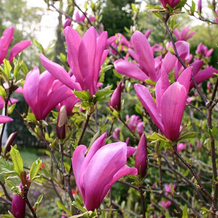 Magnolia Susan - Tulip Tree - Circa 2-3ft