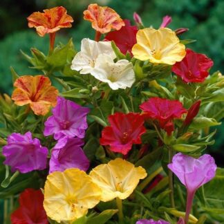 Mirabilis Jalapa Plant - Tea Time Mixed - Marvel of Peru - Four O'Clock Plants