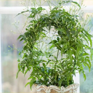 Perfumed Chinese Jasmin Trained On a Hoop in White Pot