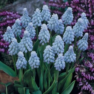 Muscari Valerie Finnis