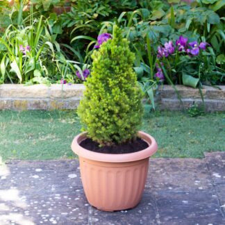 Picea Glauca Conica - Dwarf Alberta Spruce