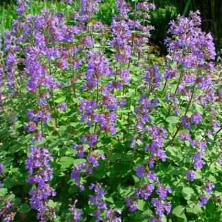 Nepeta Fasennii Junior Walker - Dwarf Cat Mint
