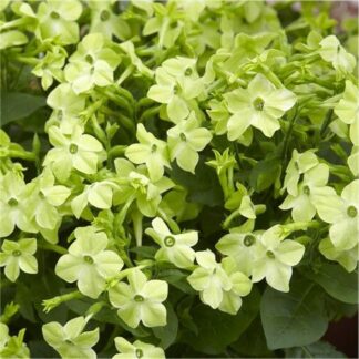 Large Nicotiana 'Lime Green'