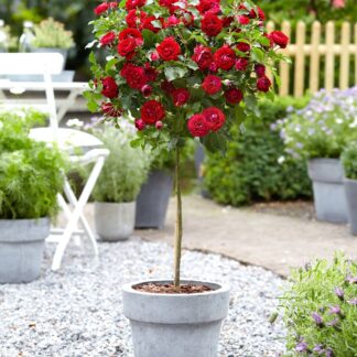 Pair of Large Standard Rose Trees - Nina Weibull