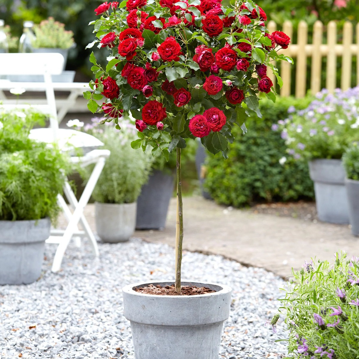 Pair of Large Standard Rose Trees - Nina Weibull