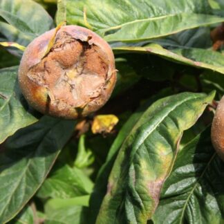 Medlar Tree - Nottingham