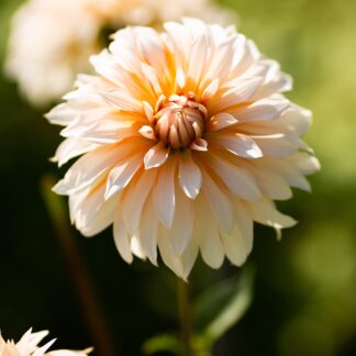 Dahlia Orange & Snow