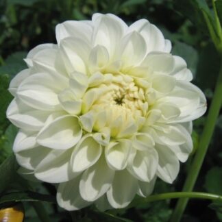 Dahlia Orsett Beauty