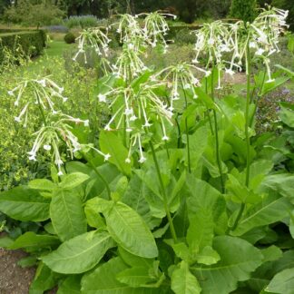 Nicotiana Sylvestris - Flowering Tobacco