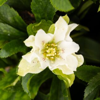 Helleborus x Orientalis 'Hello White' - Oriental Hellebore