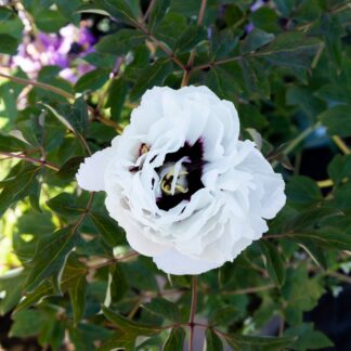 Paeonia Rockii - Flare Carte Blanche - Peony - in Bud & Bloom